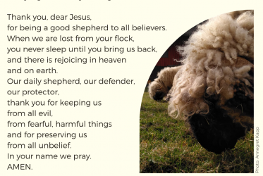 Prayer card illustrated with photo of sheep: Thank you, dear Jesus, for being a good shepherd to all believers. When we are lost from your flock, you never sleep until you bring us back, and there is rejoicing in heaven and on earth. Our daily shepherd, our defender, our protector, thank you for keeping us from all evil, from fearful, harmful things and for preserving us from all unbelief. In your name we pray. AMEN.