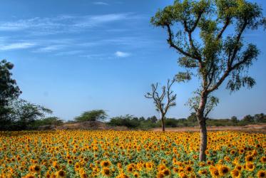 Field of sunflowers in Lepakshi, Andra Pradesh, India. © Navaneeth KN